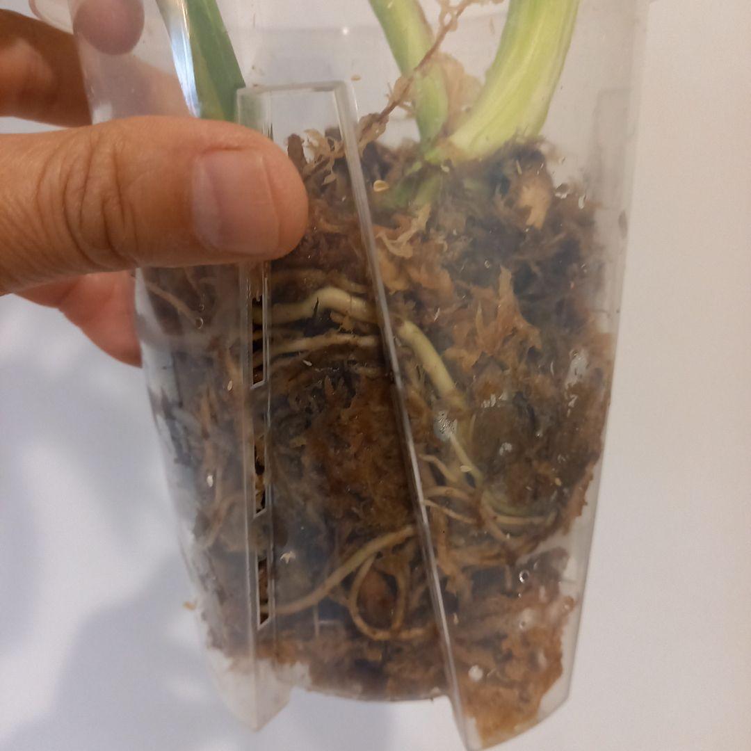 超絶希少 モンステラ デリシオーサ ホワイト　ラバ