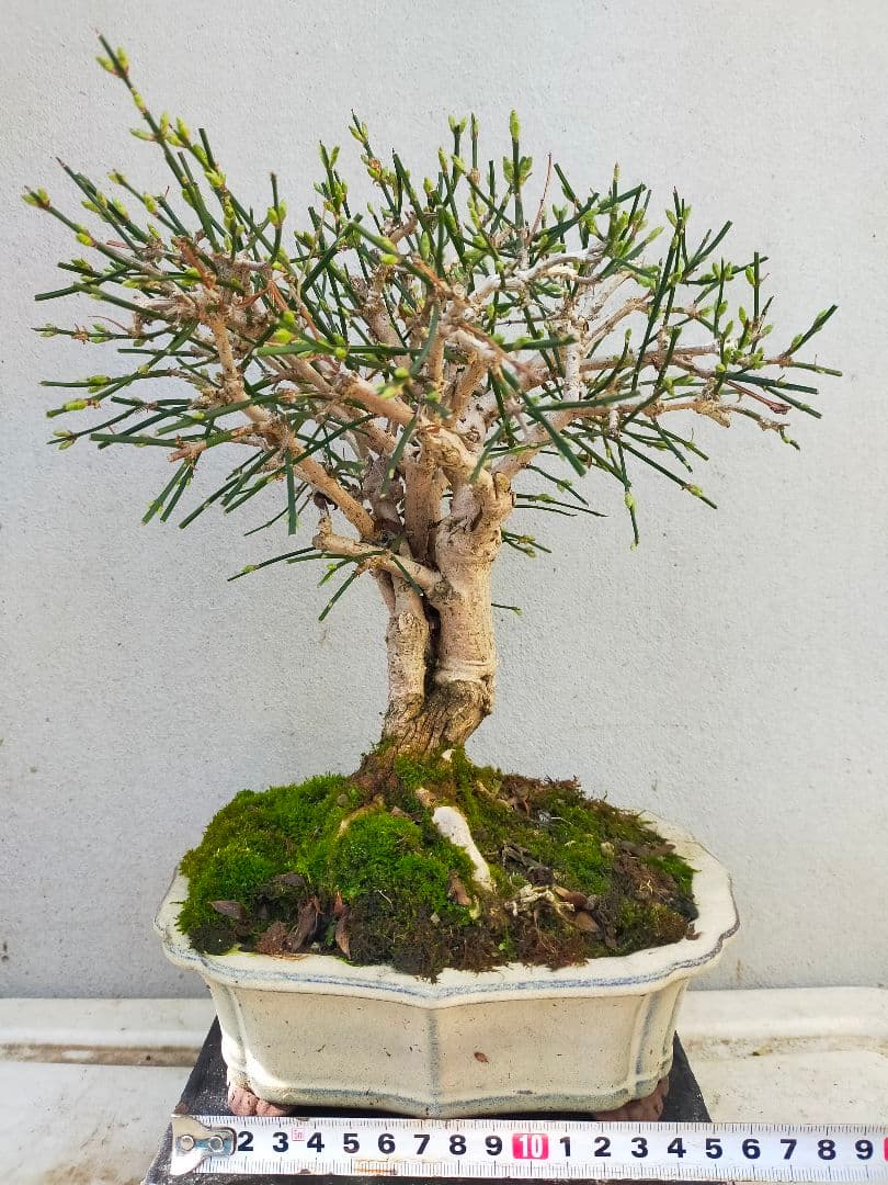 ミニ盆栽。黄梅ミニ盆栽です。