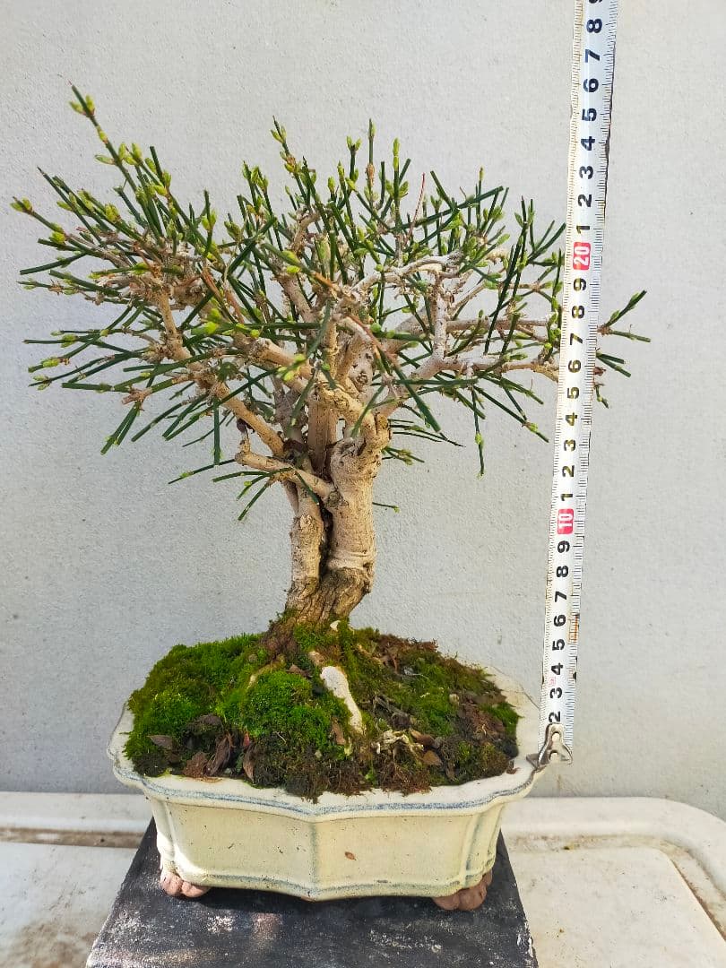 ミニ盆栽。黄梅ミニ盆栽です。