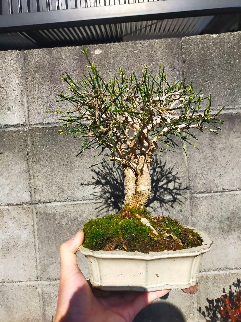 ミニ盆栽。黄梅ミニ盆栽です。