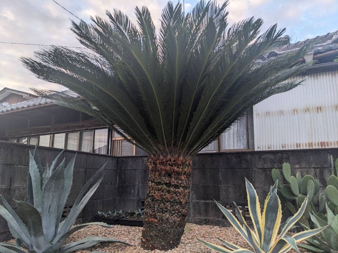 【ソテツ】 観葉植物