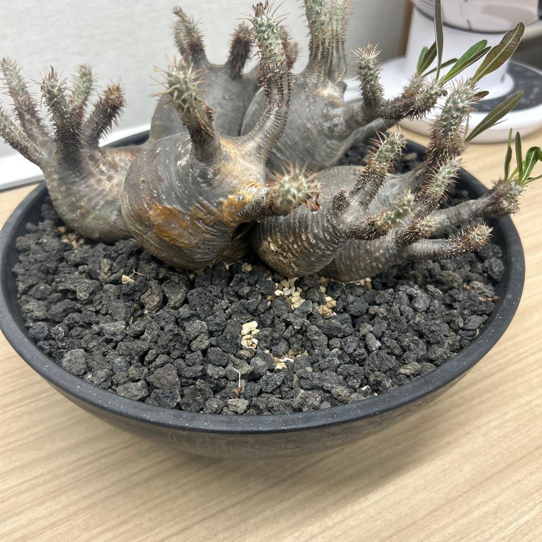 塊根植物 多頭型 黒鉢　パキポディウム　グラキリス
