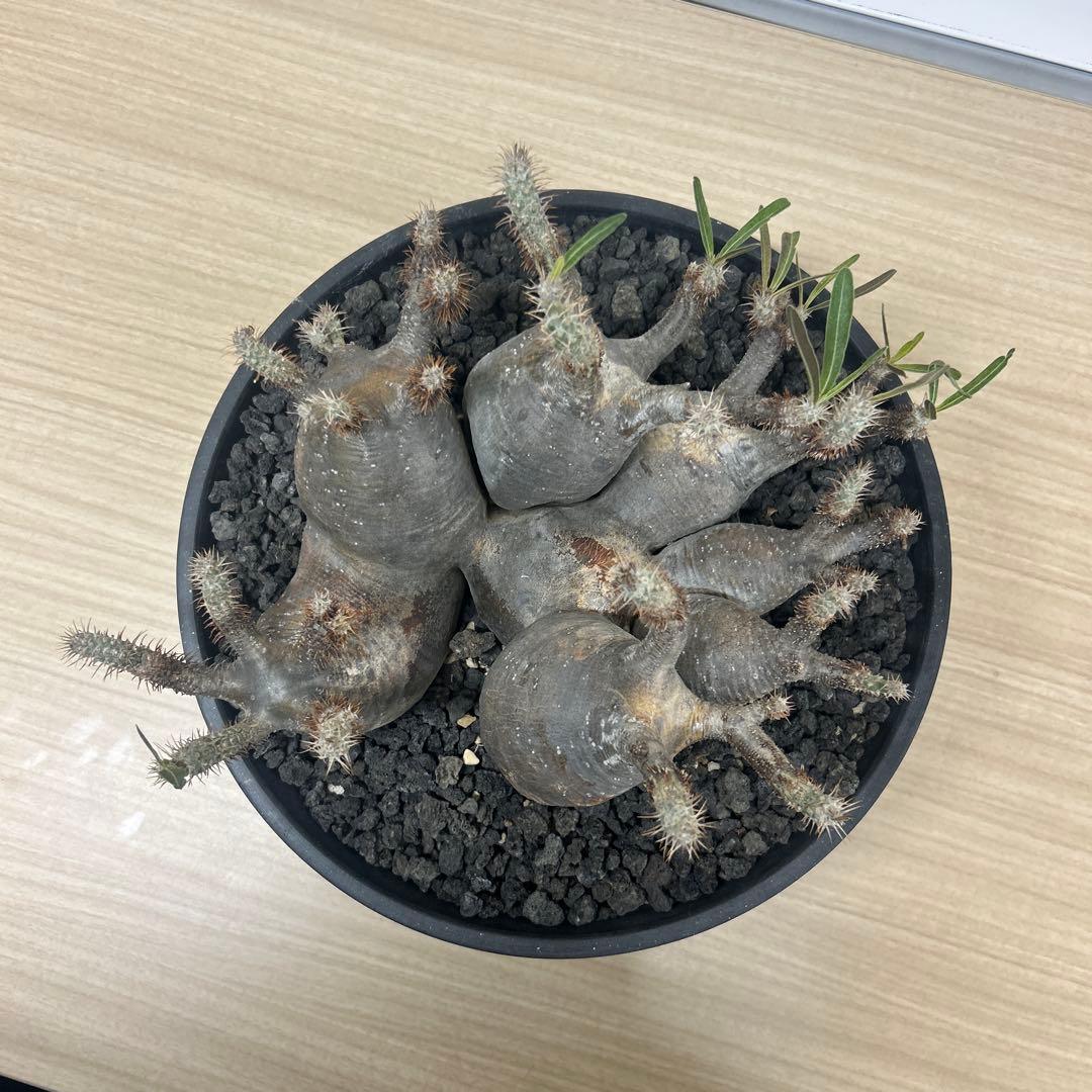 塊根植物 多頭型 黒鉢　パキポディウム　グラキリス