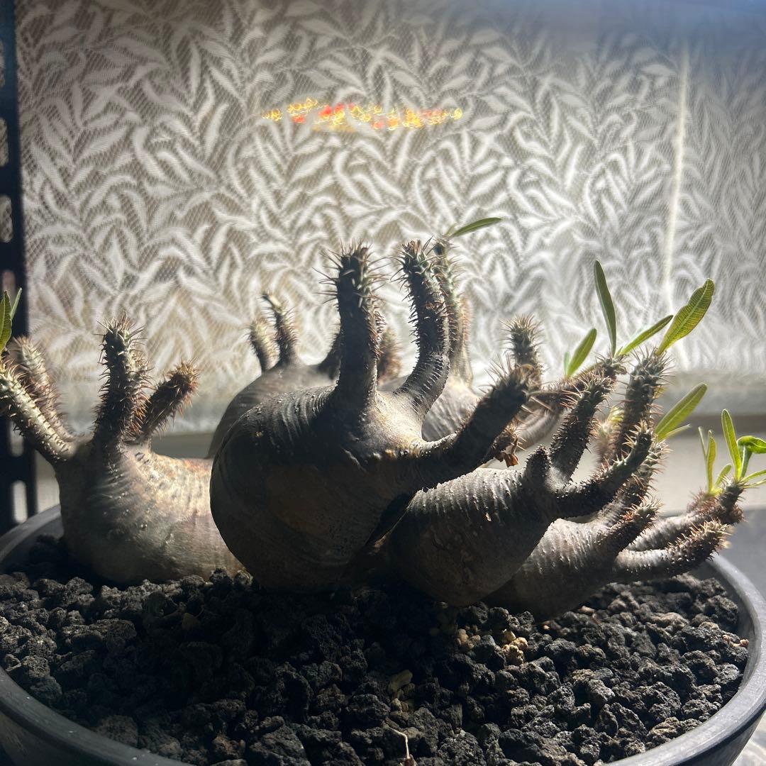 塊根植物 多頭型 黒鉢　パキポディウム　グラキリス