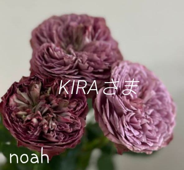 ❀KIRAさま❀　バラ　苗