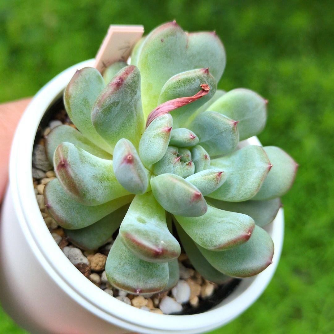 86. 多肉植物 ラウリンゼ×ミニマ 680円【抜き苗】