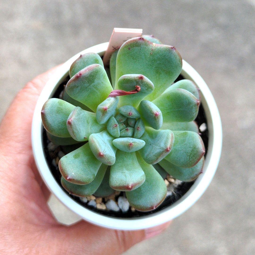 86. 多肉植物 ラウリンゼ×ミニマ 680円【抜き苗】