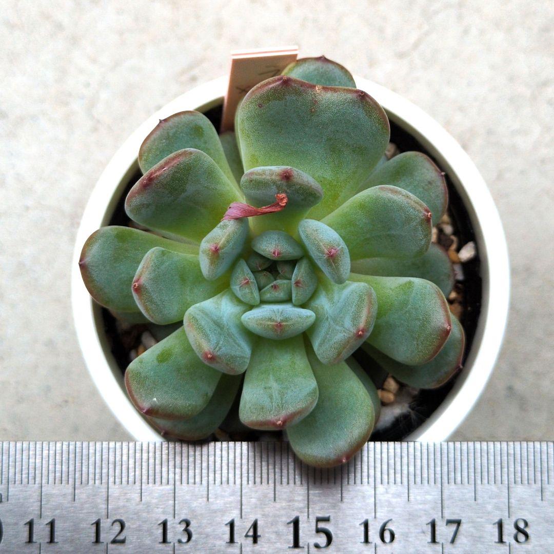 86. 多肉植物 ラウリンゼ×ミニマ 680円【抜き苗】