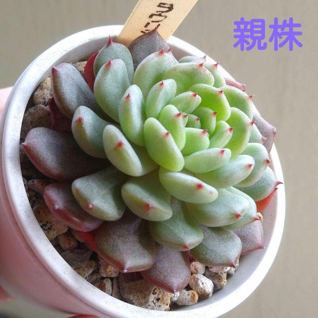 86. 多肉植物 ラウリンゼ×ミニマ 680円【抜き苗】