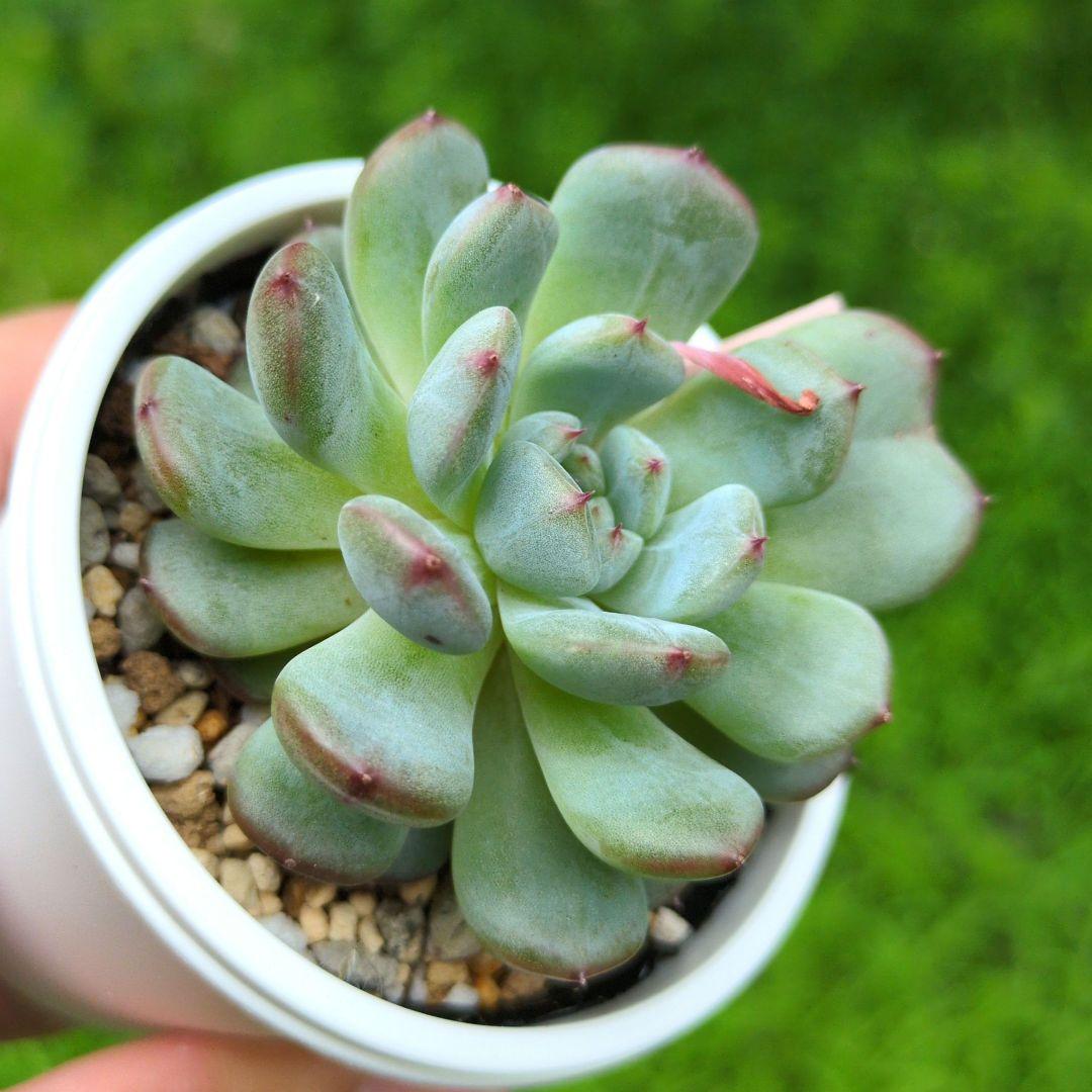 86. 多肉植物 ラウリンゼ×ミニマ 680円【抜き苗】