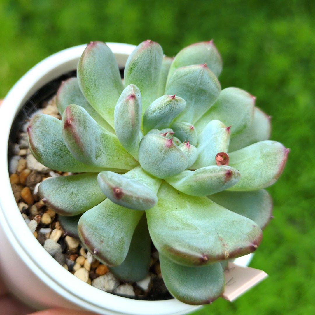 86. 多肉植物 ラウリンゼ×ミニマ 680円【抜き苗】