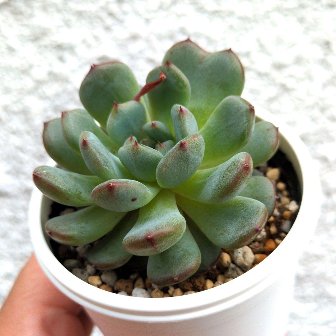 86. 多肉植物 ラウリンゼ×ミニマ 680円【抜き苗】