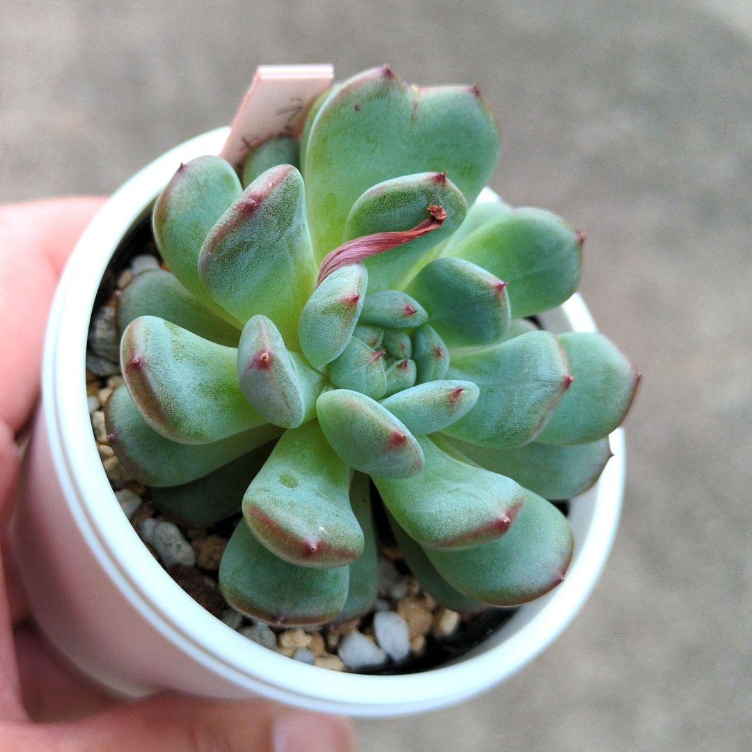 86. 多肉植物 ラウリンゼ×ミニマ 680円【抜き苗】