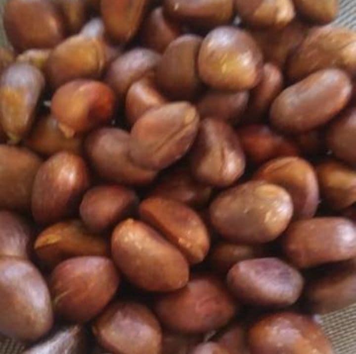 確認用　枇杷　種