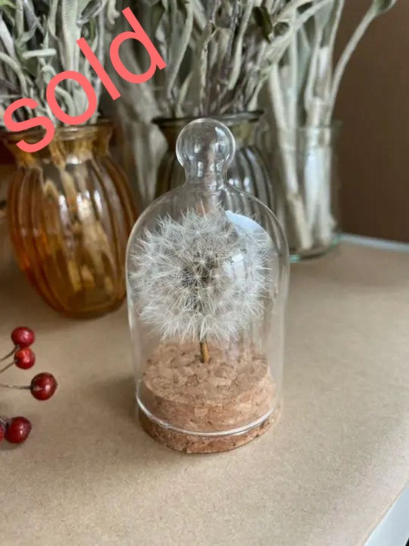 たんぽぽ綿毛ドライフラワー ガラスドーム ボトルフラワー 綿毛ドライフラワー✨