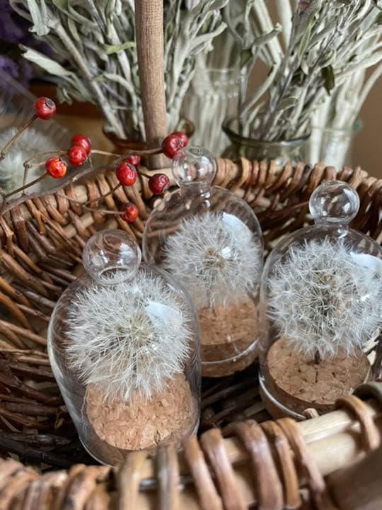 たんぽぽ綿毛ドライフラワー ガラスドーム ボトルフラワー 綿毛ドライフラワー✨