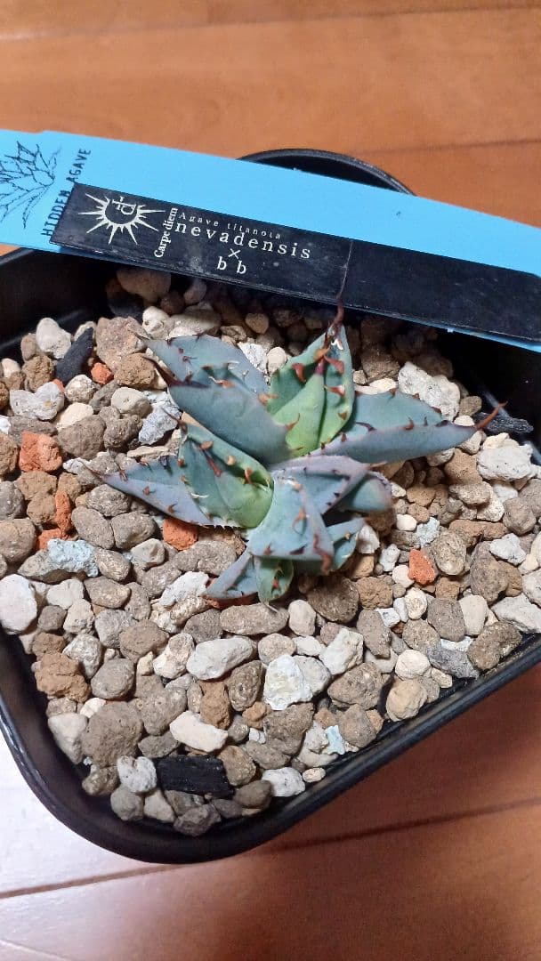 ネバデンシス ✕ BB　多頭　発根株