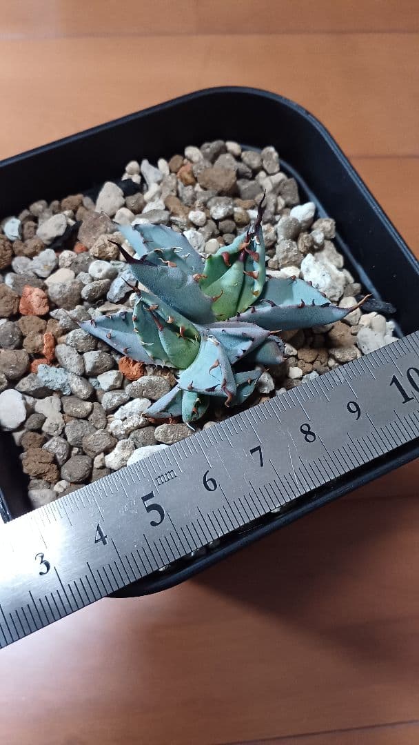 ネバデンシス ✕ BB　多頭　発根株