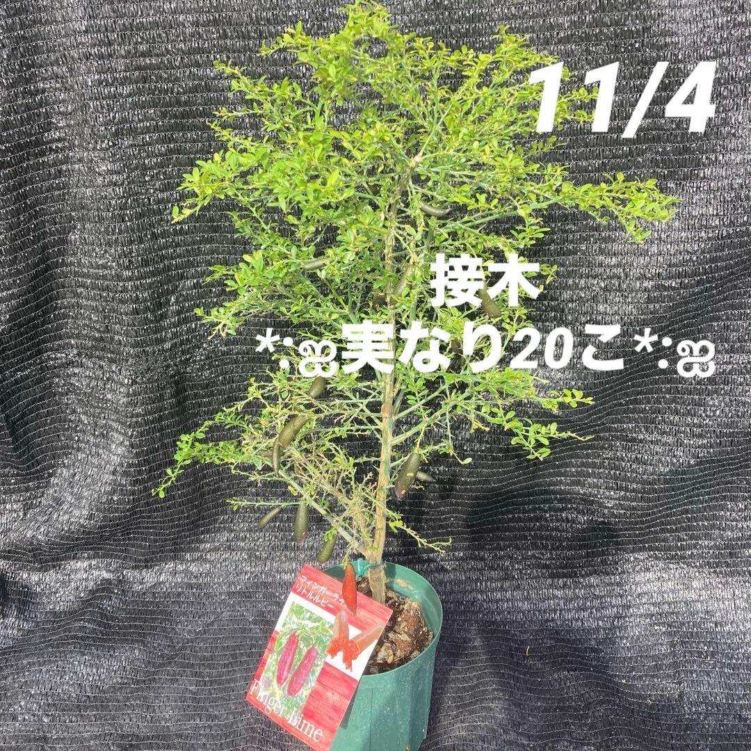 ①*:ஐ粒々食感！*:ஐ接木・フィンガーライム・苗木【リトルルビー】苗・５号