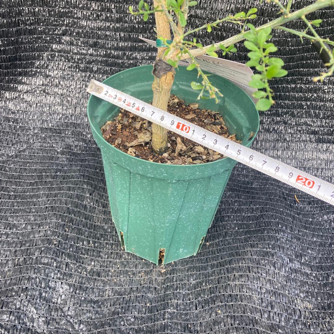 ①*:ஐ粒々食感！*:ஐ接木・フィンガーライム・苗木【リトルルビー】苗・５号