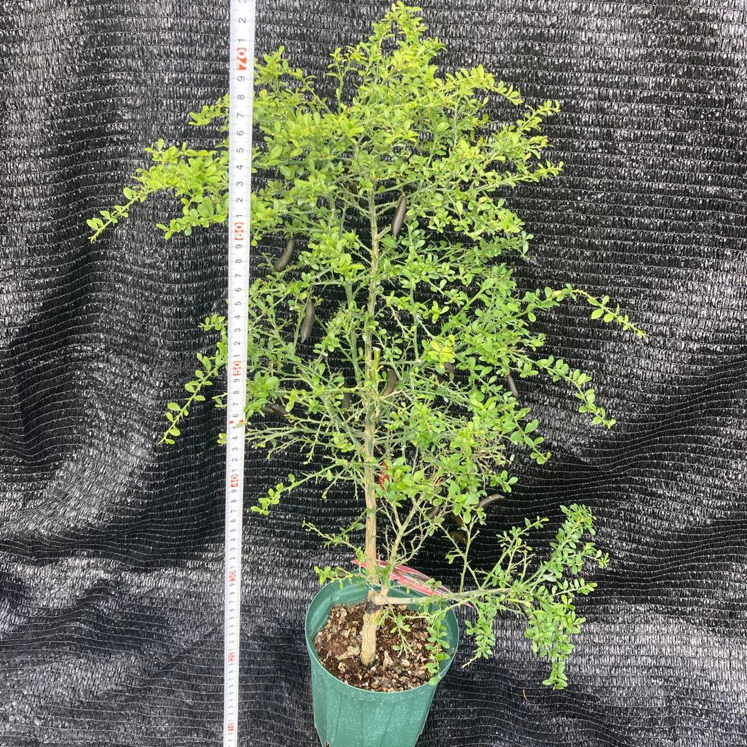 ①*:ஐ粒々食感！*:ஐ接木・フィンガーライム・苗木【リトルルビー】苗・５号