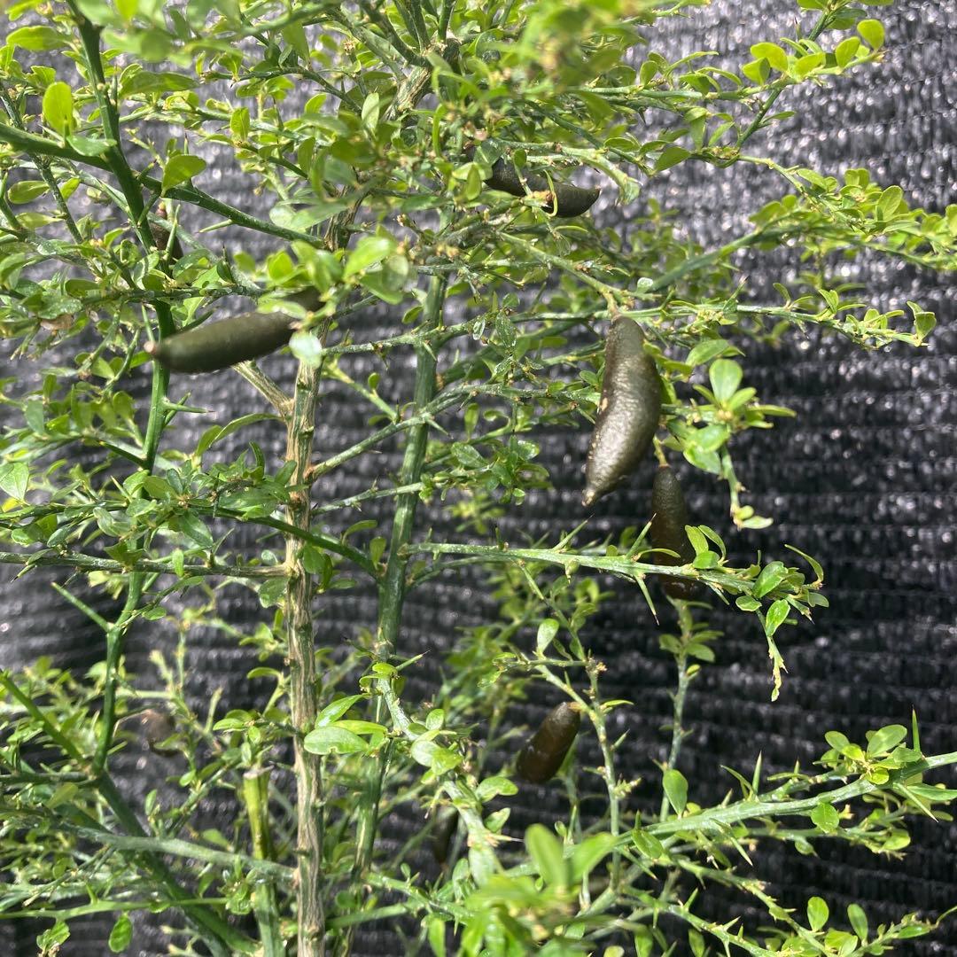 ①*:ஐ粒々食感！*:ஐ接木・フィンガーライム・苗木【リトルルビー】苗・５号