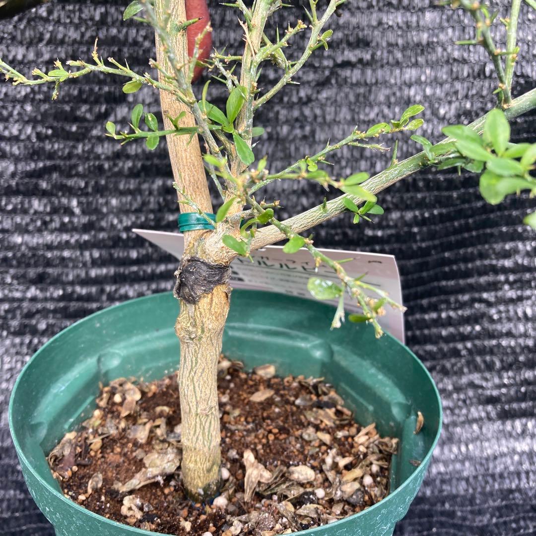 ①*:ஐ粒々食感！*:ஐ接木・フィンガーライム・苗木【リトルルビー】苗・５号