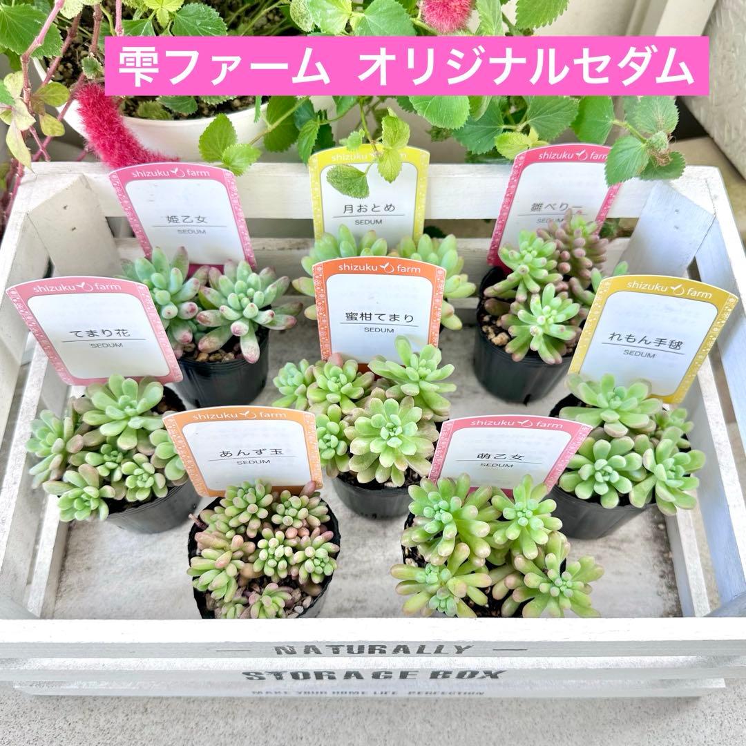 【全8種類@24000】雫ファーム オリジナルセダム (札付き)