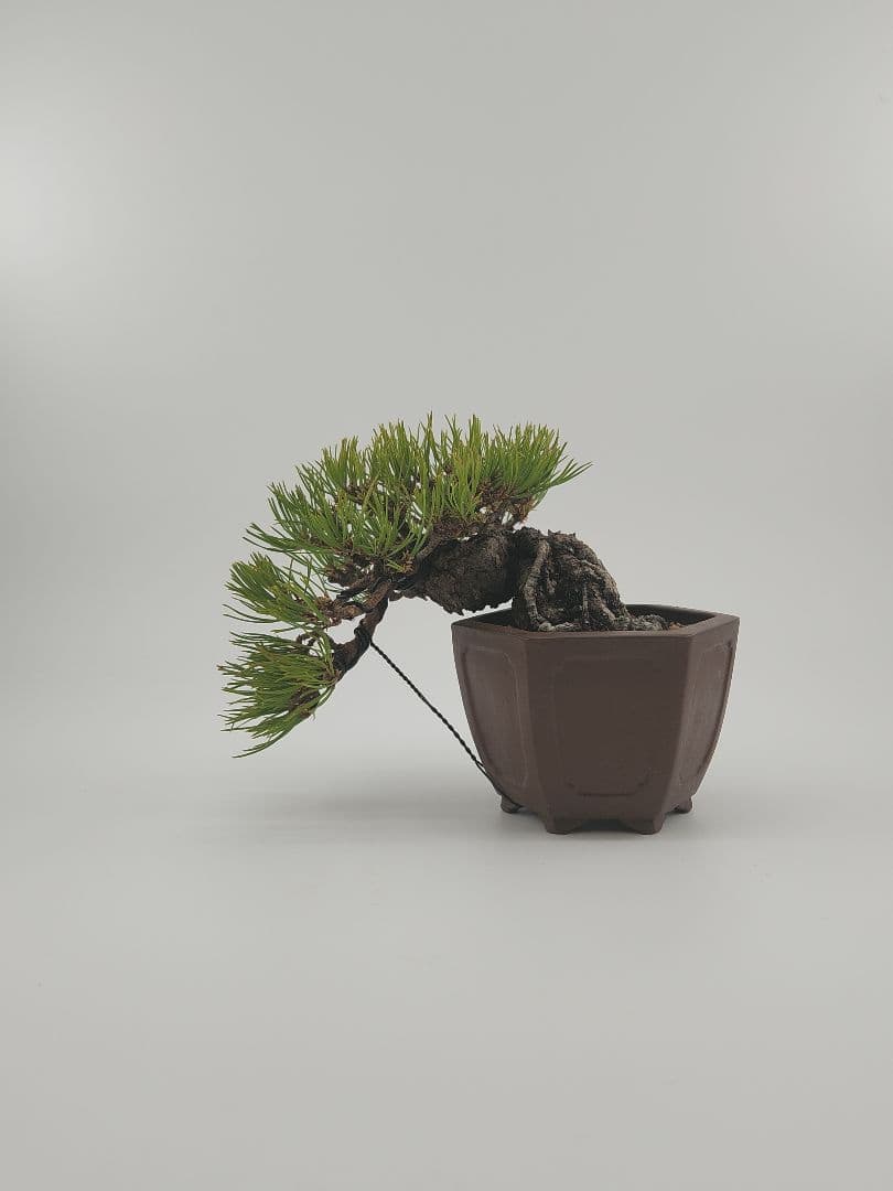 小品 懸崖 赤松盆栽 五葉松盆栽 真柏盆栽 懸崖 真柏 黒松 赤松 五葉松