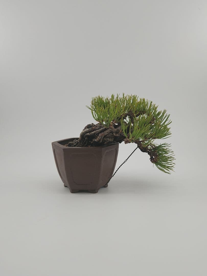 小品 懸崖 赤松盆栽 五葉松盆栽 真柏盆栽 懸崖 真柏 黒松 赤松 五葉松