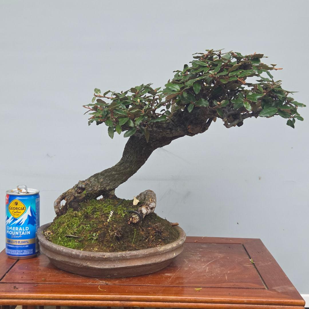 寒ぐみ　[斜幹木]　中品盆栽