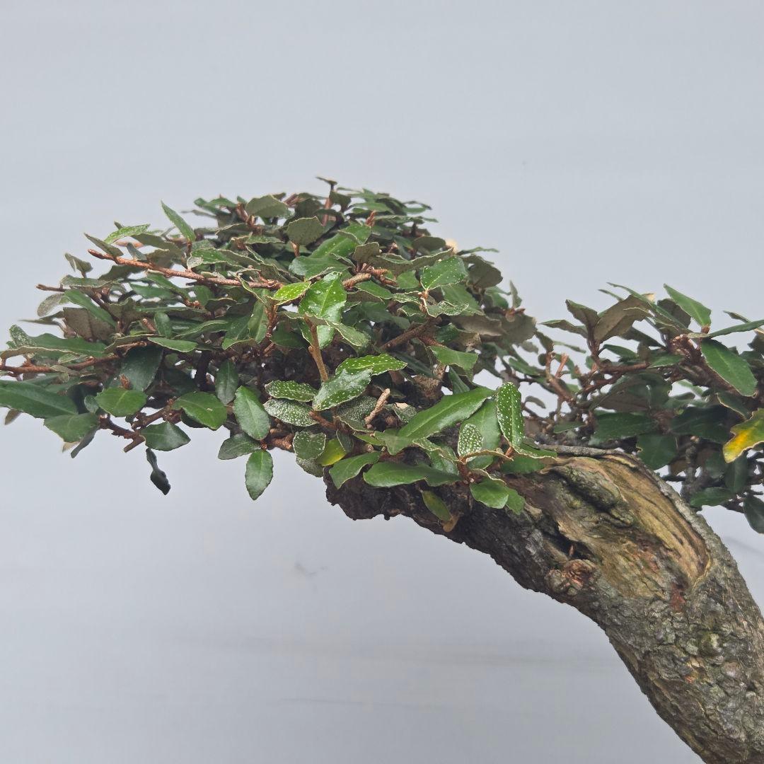 寒ぐみ　[斜幹木]　中品盆栽