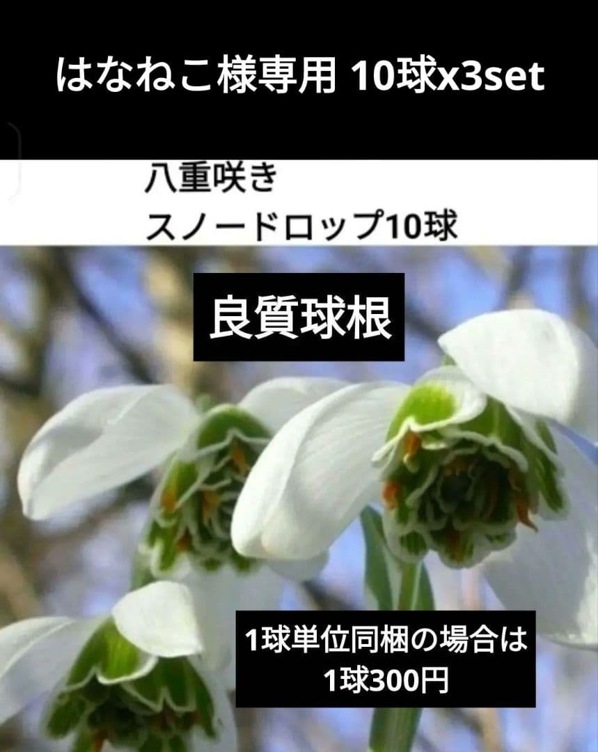 はなねこ 優良良質球根 八重咲きスノードロップ３０球