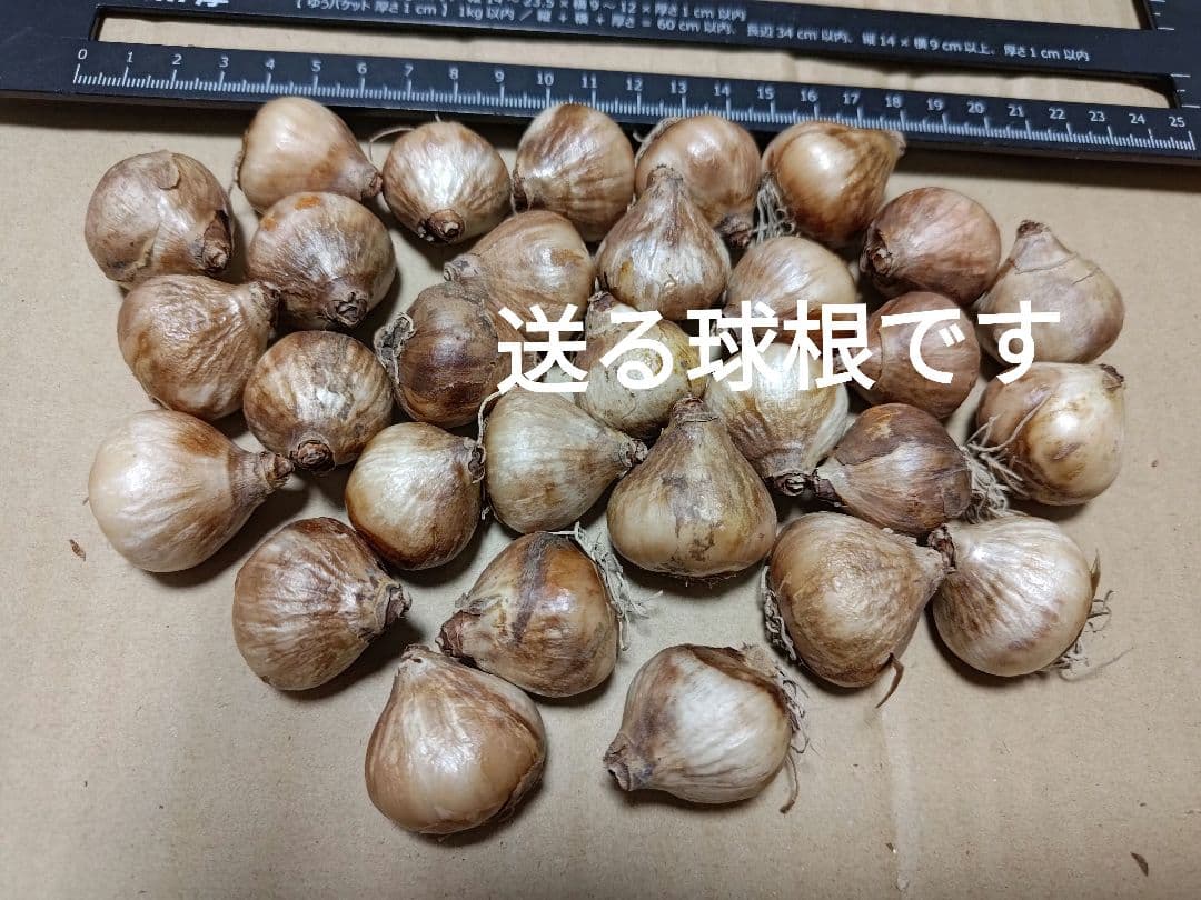 はなねこ 優良良質球根 八重咲きスノードロップ３０球