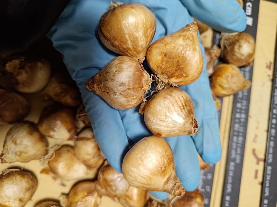 はなねこ 優良良質球根 八重咲きスノードロップ３０球