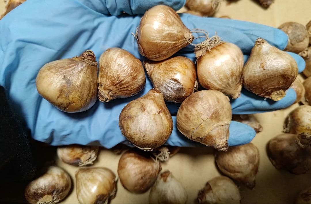 はなねこ 優良良質球根 八重咲きスノードロップ３０球