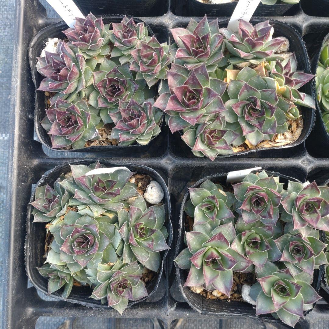 1ポット410円〜 センペルビウム26年1月 その10