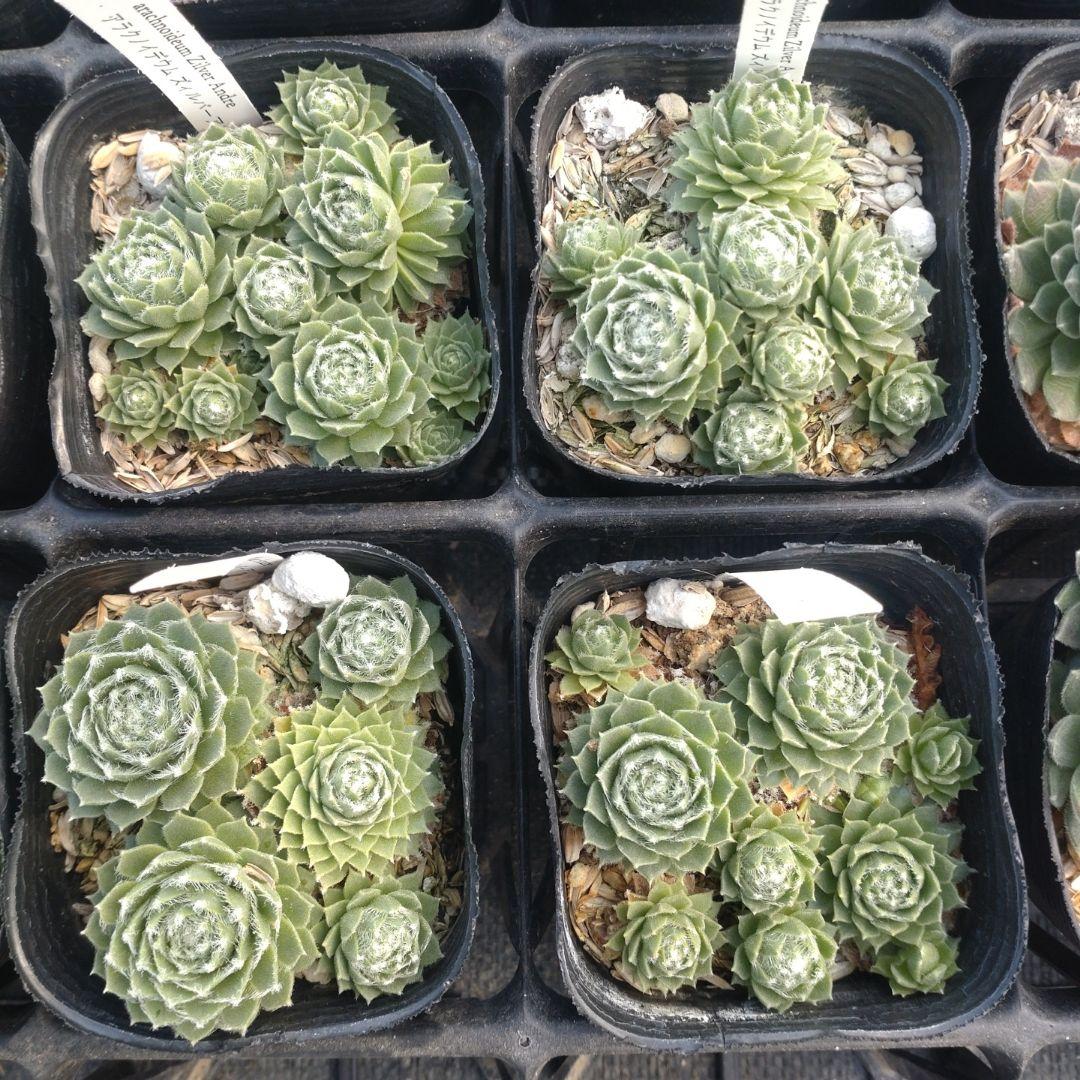 1ポット410円〜 センペルビウム26年1月 その10