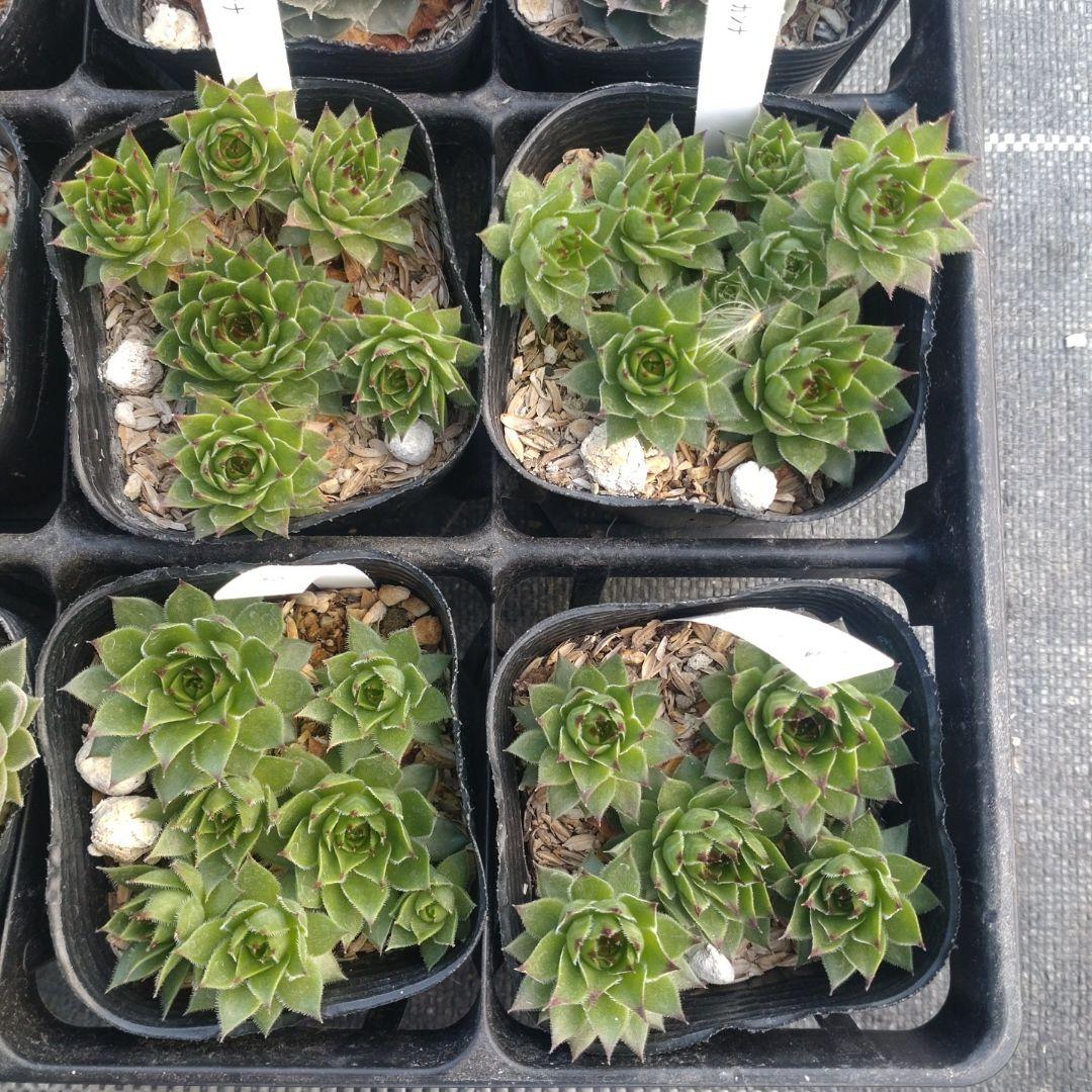 1ポット410円〜 センペルビウム26年1月 その10