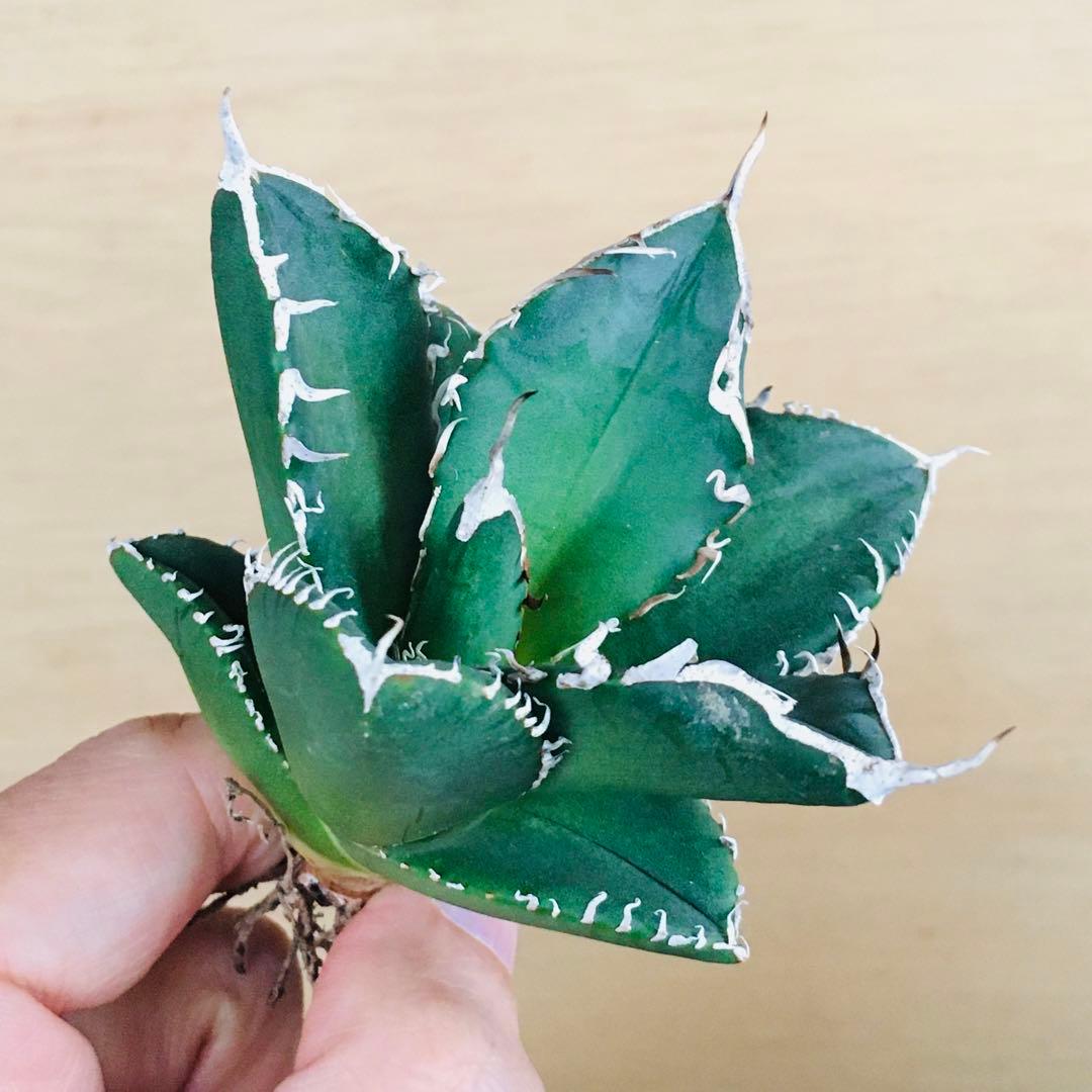 2-8 SAD 南アフリカダイヤモンド TC株 アガベ チタノタ