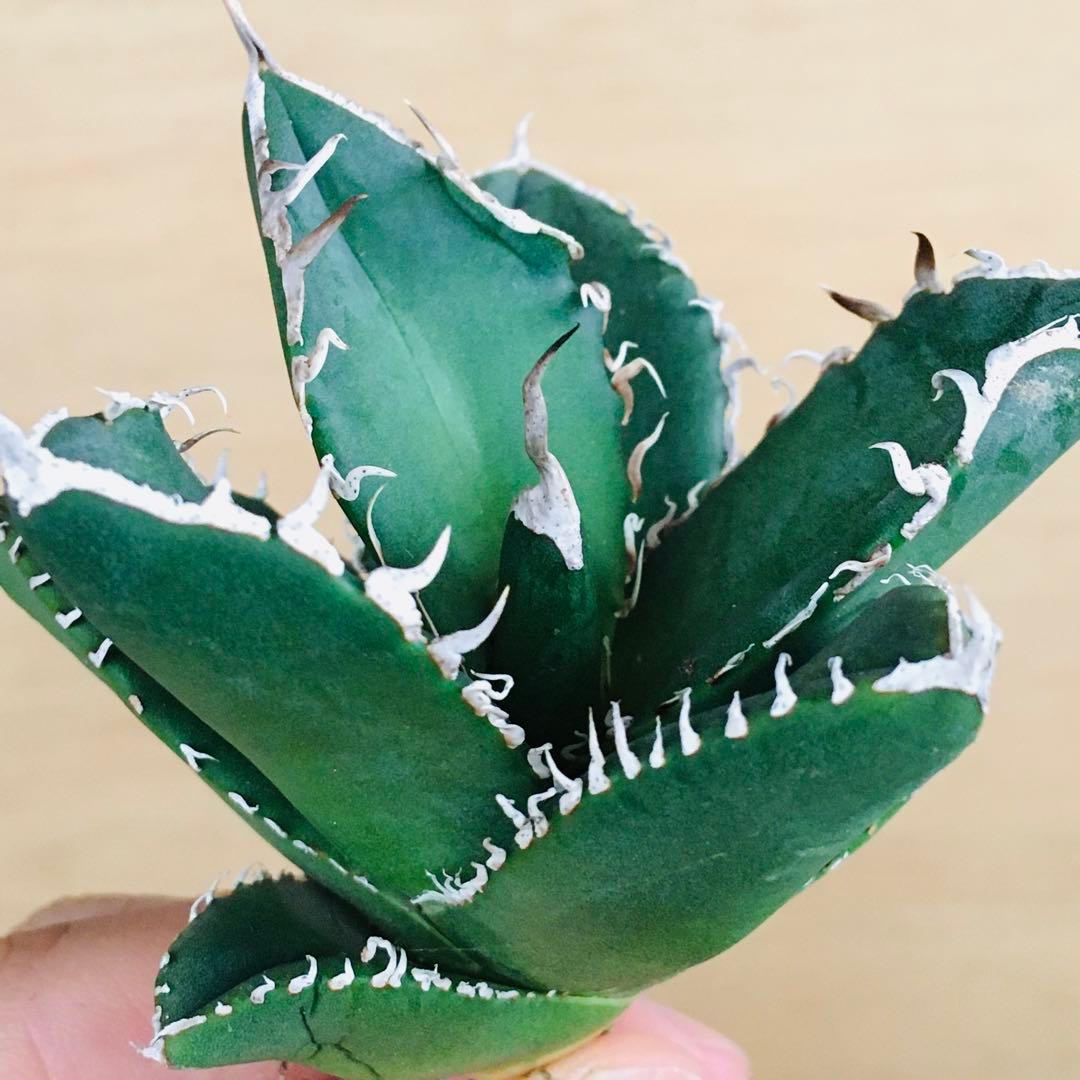 2-8 SAD 南アフリカダイヤモンド TC株 アガベ チタノタ