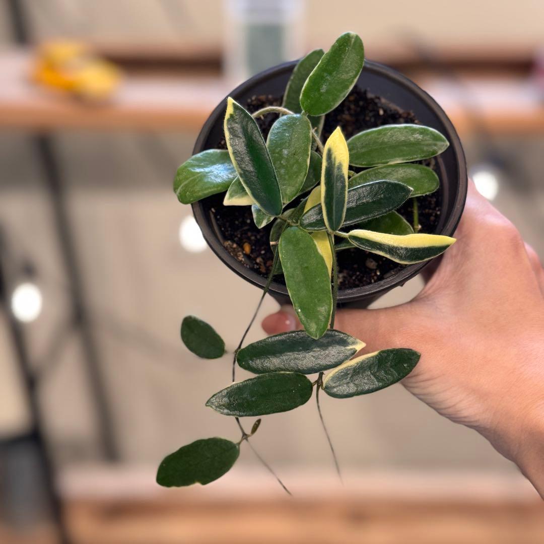 28 ホヤ　ライプリズム　‘Pink flower’外斑入り　 成長点多数