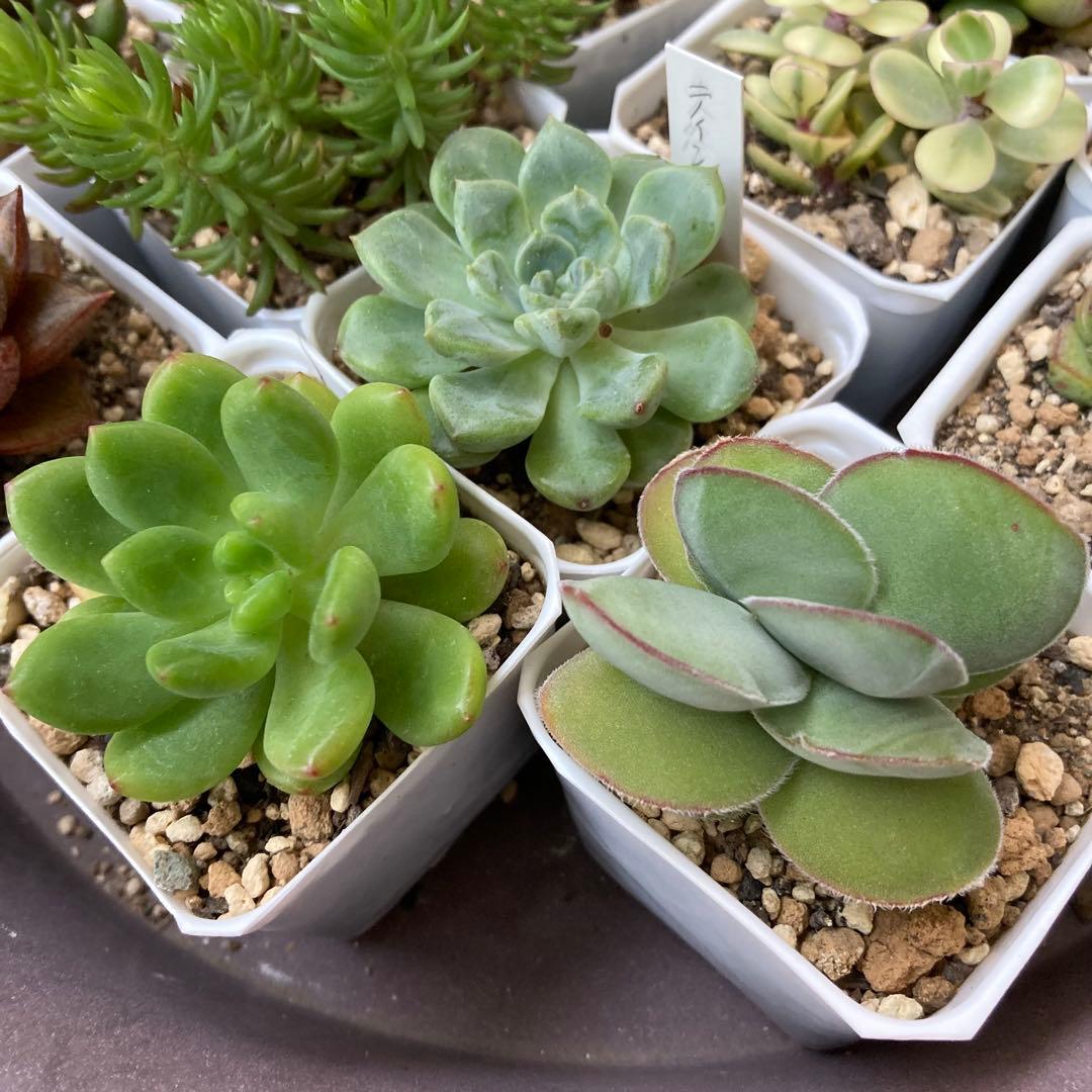 ■ 多肉植物 ミモザ・大和錦・モルガンビューティ等 抜き苗 ■ 14種類