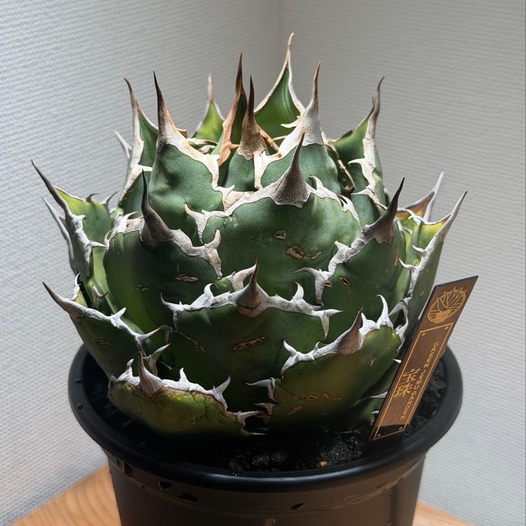 アガベ チタノタ 宝珠 発根済　超良型 極上 ボール型