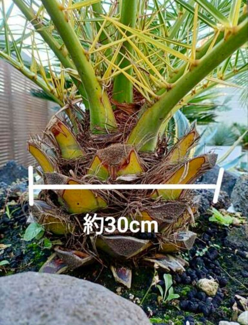 【手渡限定】カナリーヤシ