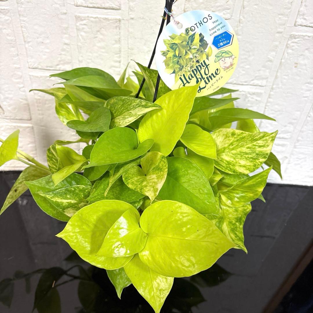 モリモリ♡ポトスハッピーライム♡5号吊り♡お鉢ごとメルカリ便