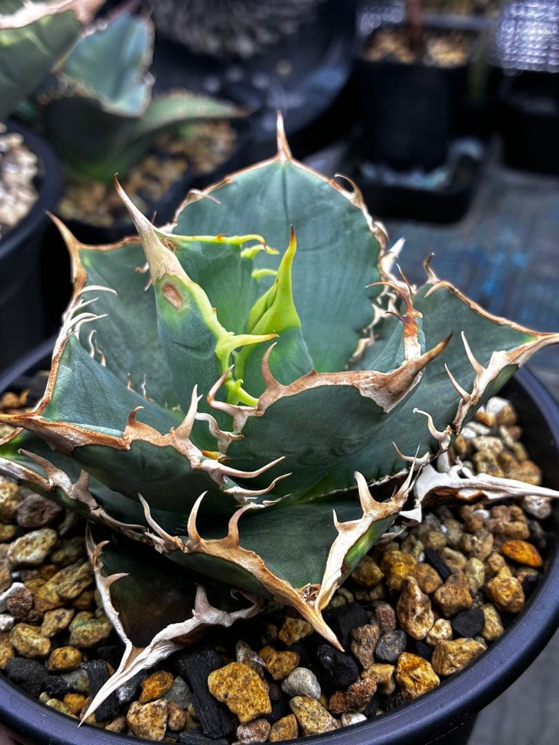 アガベ AGAVE TITANOTA Netherland No Name