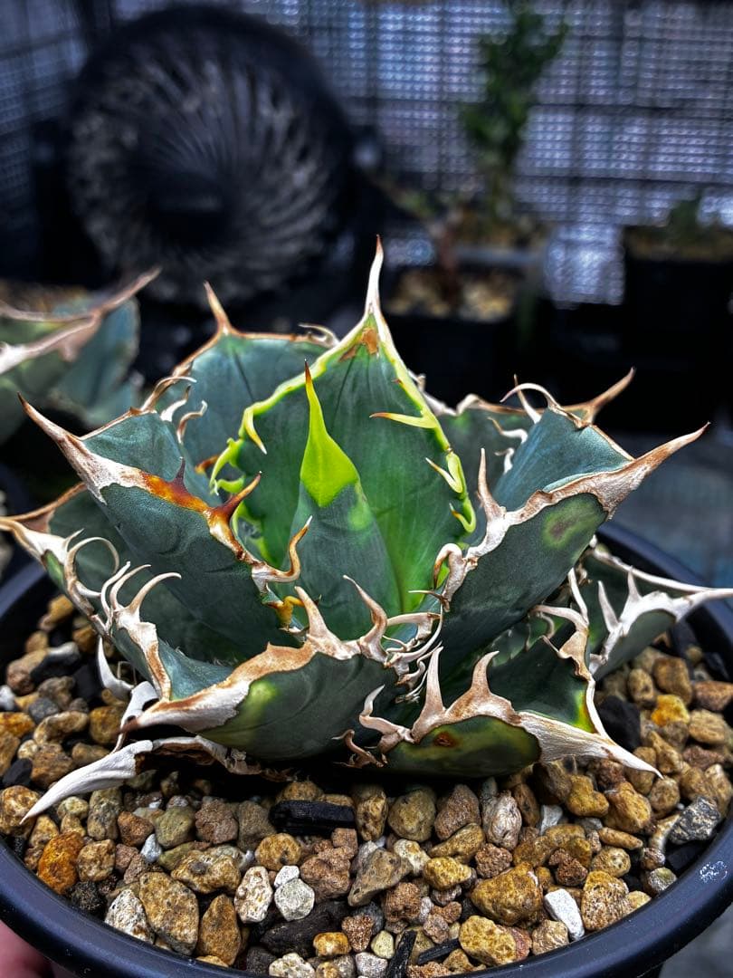 アガベ AGAVE TITANOTA Netherland No Name
