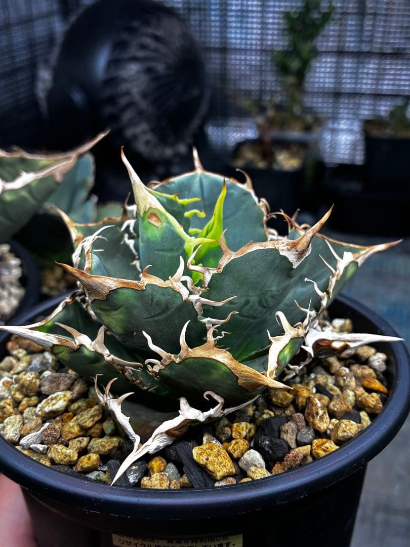 アガベ AGAVE TITANOTA Netherland No Name