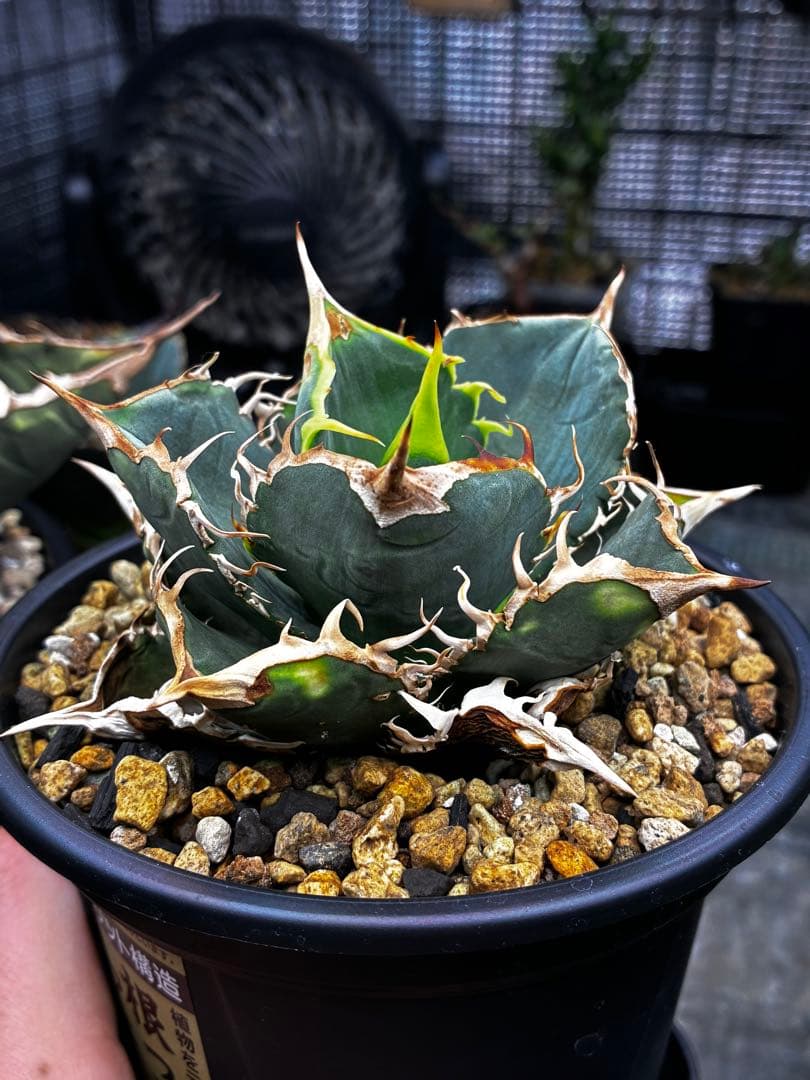 アガベ AGAVE TITANOTA Netherland No Name